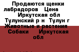 Продаются щенки лабрадоров › Цена ­ 8 000 - Иркутская обл., Тулунский р-н, Тулун г. Животные и растения » Собаки   . Иркутская обл.